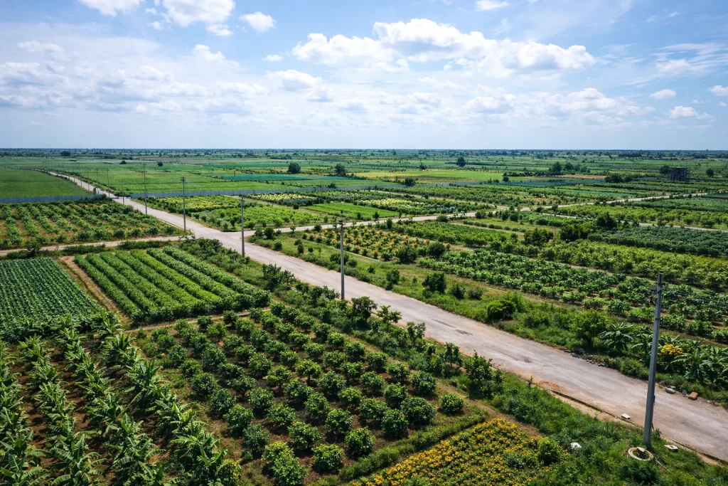 Organic Fruit Plantation